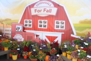 Darwin Perennials 