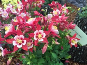 Kirigami Aquilegia Series (Syngenta Flowers)