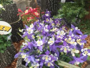 Kirigami Aquilegia Series (Syngenta Flowers)