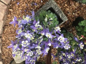 Kirigami 'Columbine' (Syngenta Flowers)