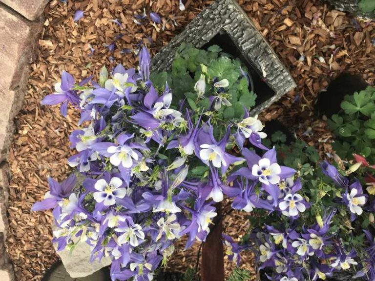 Kirigami 'Columbine' (Syngenta Flowers)