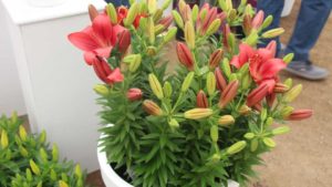 Get a Global Overview of the Ornamental Horticulture Market