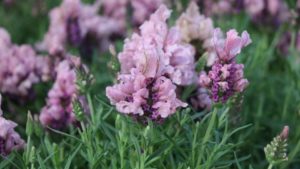 Allan Armitage’s Spring Trials Favorites From Green Fuse Botanicals, GroLink, and Windmill Nursery