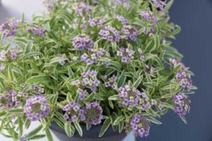 Lobularia 'Marineland Frosty Lavendar' (Green Fuse Botanicals)