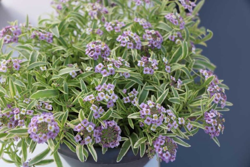 Lobularia 'Marineland Frosty Lavendar' (Green Fuse Botanicals)