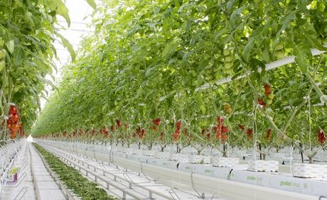 Mucci Farms Completes First Phase of its New Ohio Tomato Greenhouse