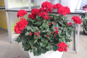 Pelargonium 'Super Moon Red' (Selecta)