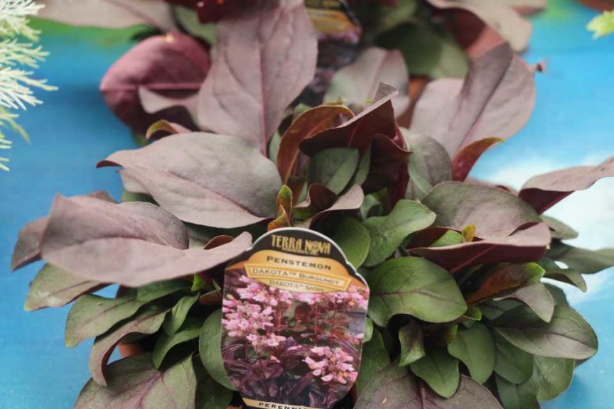 Penstemon 'Dakota Burgundy' (Terra Nova Nurseries)