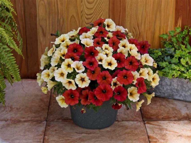 Petchoa hyb. 'SuperCal Premium' (Kientzler)