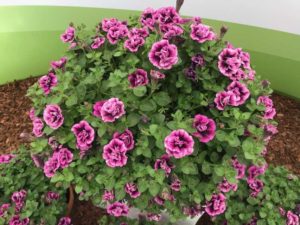 Petunia 'Double Sugar Plum' (Kientzler)