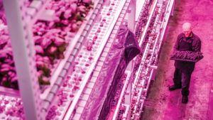 Webinar to Cover Effects of Carbon Dioxide Enrichment in the Greenhouse