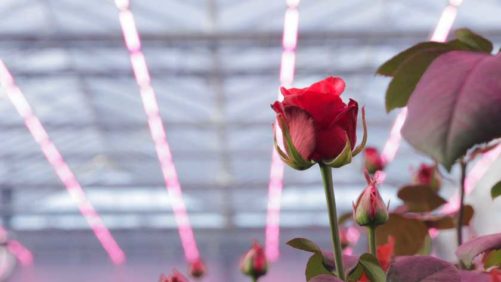 New LED Toplighting System From Philips is Optimized for Roses
