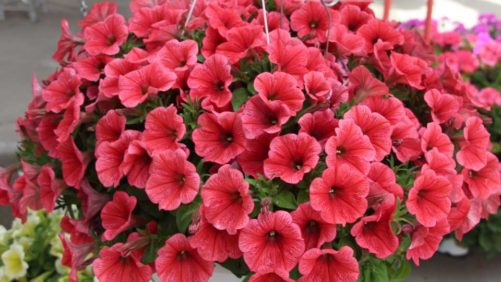 Armitage Scholarship Winner Weighs in on Plant Breeding Innovation