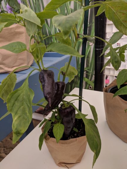 Prudac Peppers