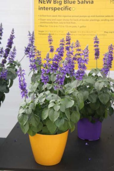 Salvia 'Big Blue' (PanAmerican Seed)