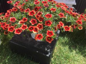 Calibrachoa 'Superbells Tangerine Punch' (Proven Winners)