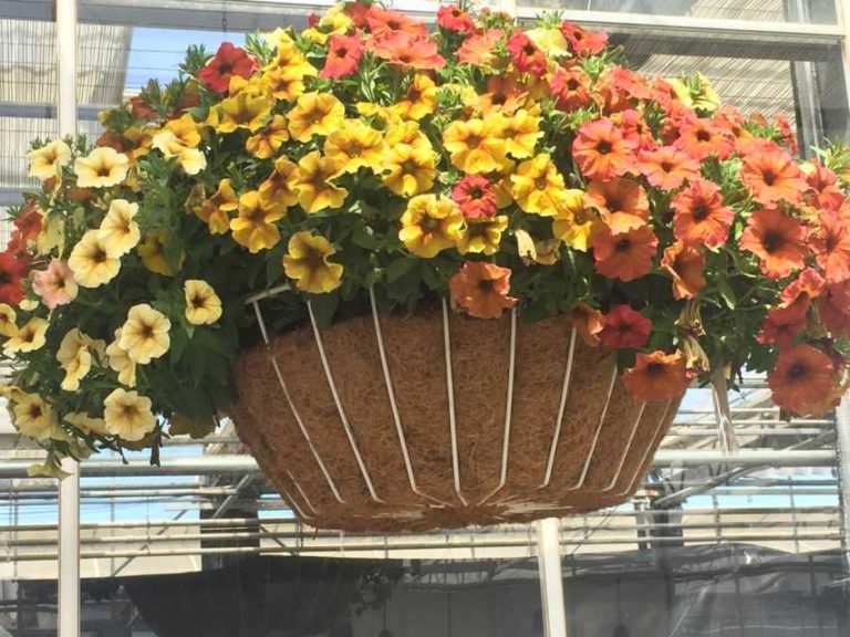 SuperCal Premium Bonfire Mix (Sakata Ornamentals)