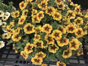 SuperCal Premium 'Caramel Yellow’ (Sakata Ornamentals)