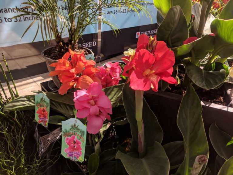 Canna South Pacific Series (American Takii)