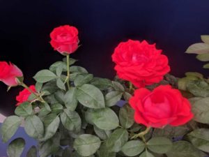 True Bloom Roses (Plug Connection)