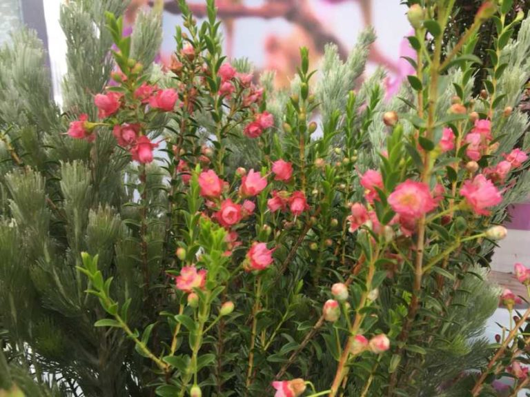 'Rey' (Nir Nursery)