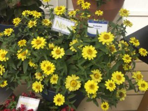 Zinnia 'Profusion Lemon' (Sakata Ornamentals)