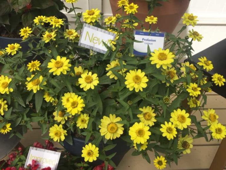 Zinnia 'Profusion Lemon' (Sakata Ornamentals)