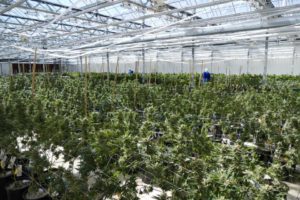 ForwardGro Team Scouting Plants