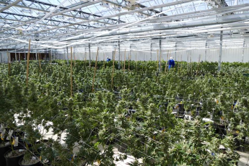 ForwardGro Team Scouting Plants