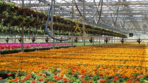 Color Spot Nurseries Emerges From Bankruptcy With New Corporate Structure