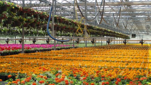 Color Spot Auction Results in Successful Bids With Sales Pending