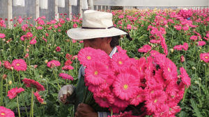 Top 100 Growers