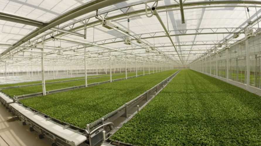 Little-Leaf-Farms-New-Greenhouse