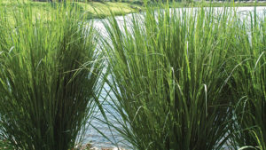Allan Armitage: Three Ways to Market Grasses as Great Ornamentals