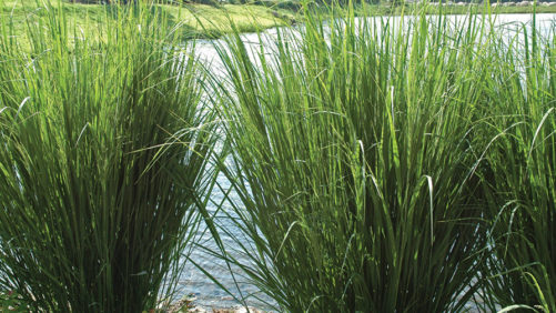 Allan Armitage: Three Ways to Market Grasses as Great Ornamentals