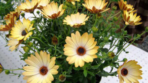 Beekenkamp Plants Acquires Sunny Osteospermum Breeding Program