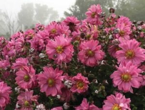 Anemone ‘Fall in Love Sweetly’ (Proven Winners)