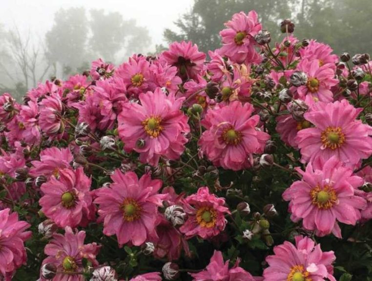 Anemone ‘Fall in Love Sweetly’ (Proven Winners)