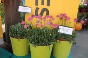 Armeria ‘Dreameria Dreamland’ (Darwin Perennials)