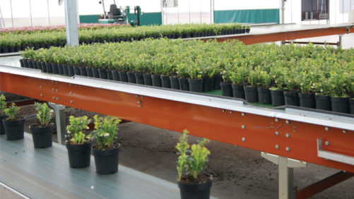 Five Ways to Optimize Your Greenhouse Benching for Maximum Efficiency