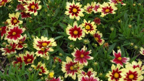 2019 National Perennial Plant Symposium Will Be a True Collaboration