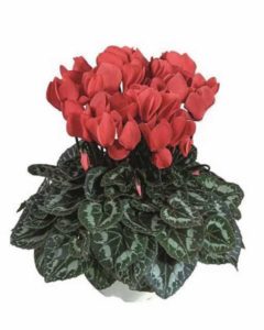 Cyclamen ‘Tianis Deep Salmon’ (Ch. Morel)