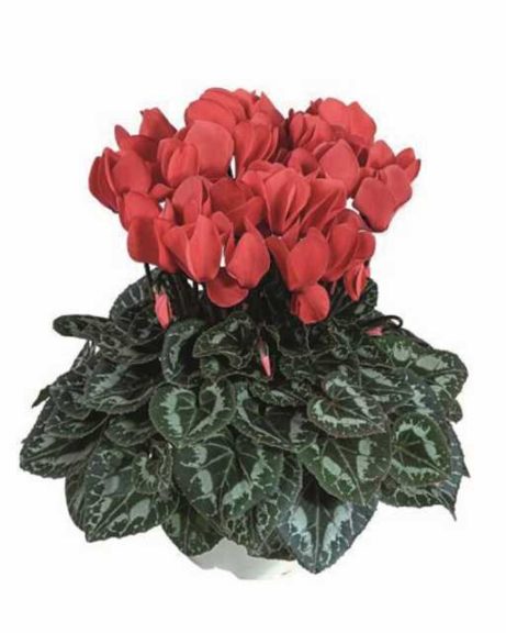 Cyclamen ‘Tianis Deep Salmon’ (Ch. Morel)