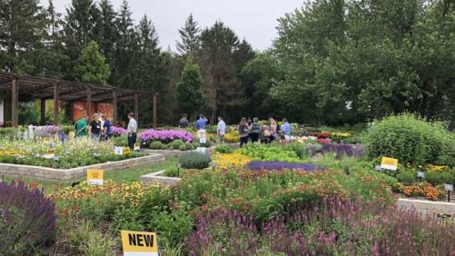 Darwin Perennials Day 2018: A Must-See Perennials Trial