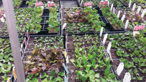 How the Horticultural Research Institute Continues to Grow the Industry 60 Years Later