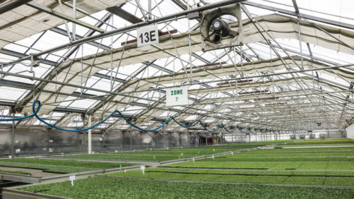 Young Plant Growers on Trends in Plug and Liner Sizes