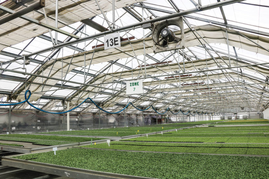 The Top Young Plant Growers for 2024