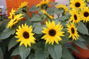 Helianthus ‘SunBuzz’ (PanAmerican Seed)