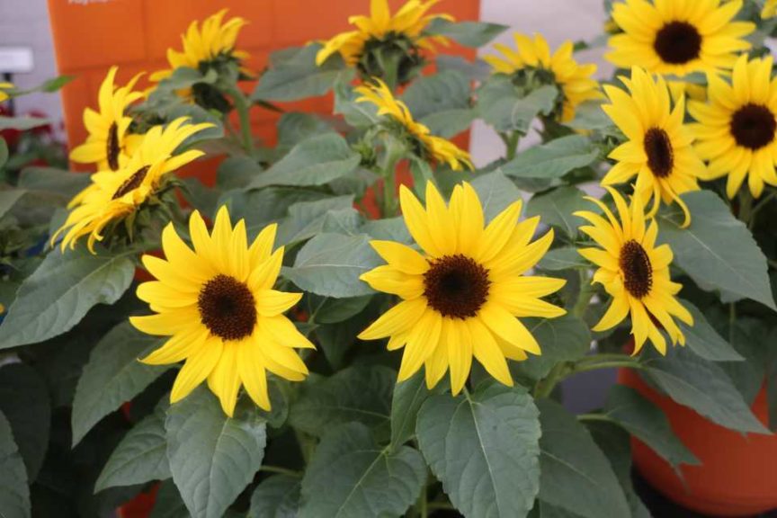 Helianthus ‘SunBuzz’ (PanAmerican Seed)