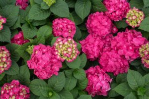 'Endless Summer Summer Crush' (Bailey Nurseries)